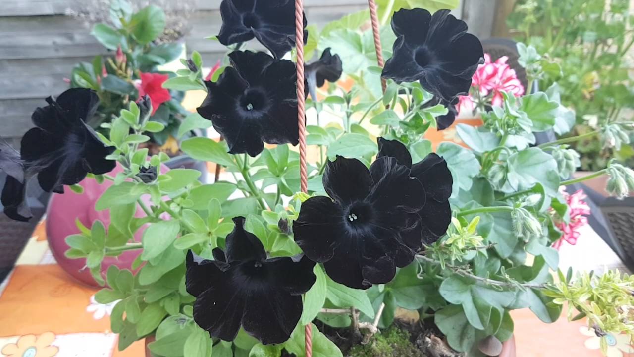 Descubra os Segredos e Cuidados com a rosa do deserto negra para um Jardim Encantador