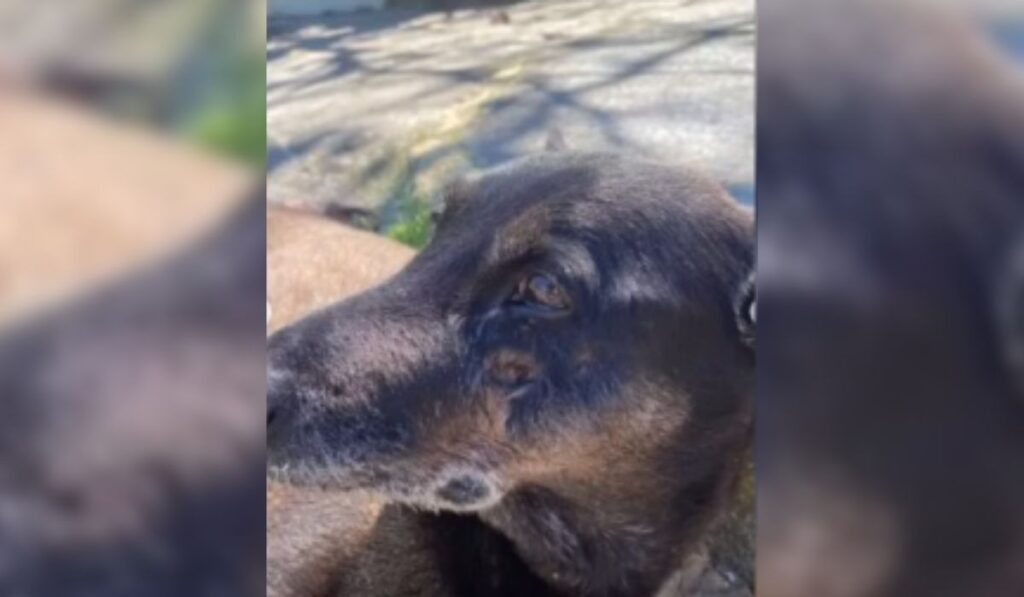 Polícia Civil solicita apreensão de passaporte de adolescente investigado pela morte do cão Orelha